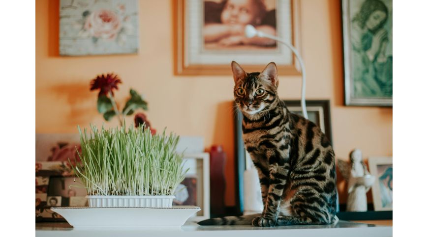 Péče o kočku během nepřítomnosti majitele – jak vybrat nejlepší řešení?